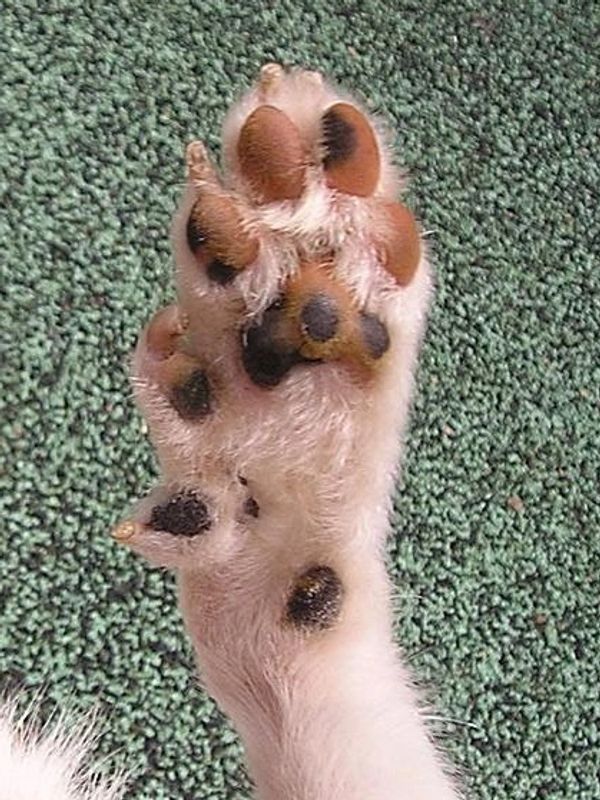 Cliffhanger Cortie's foot