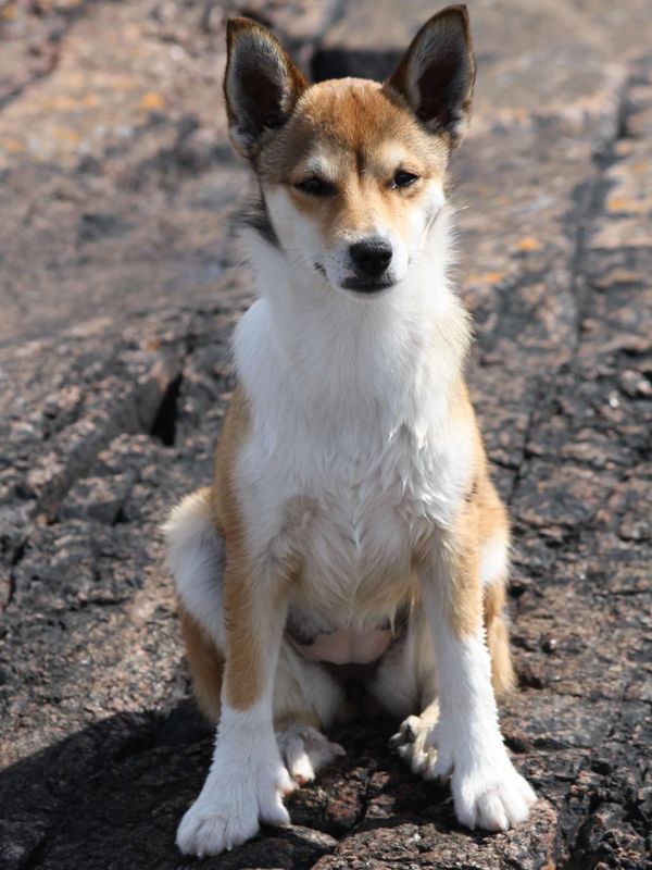 Eriksro's young dog