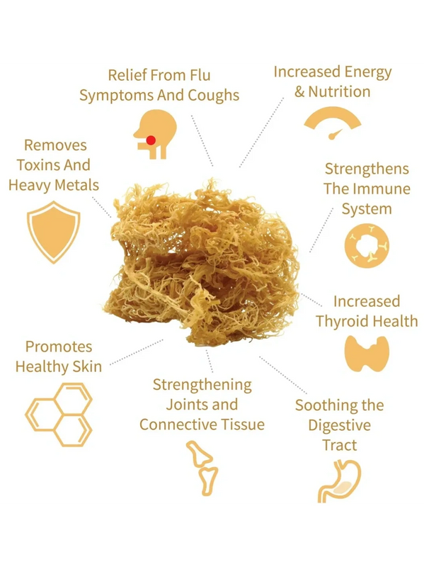 GOLD SEA MOSS: anti-inflammatory + hair/skin/nails + sexual function