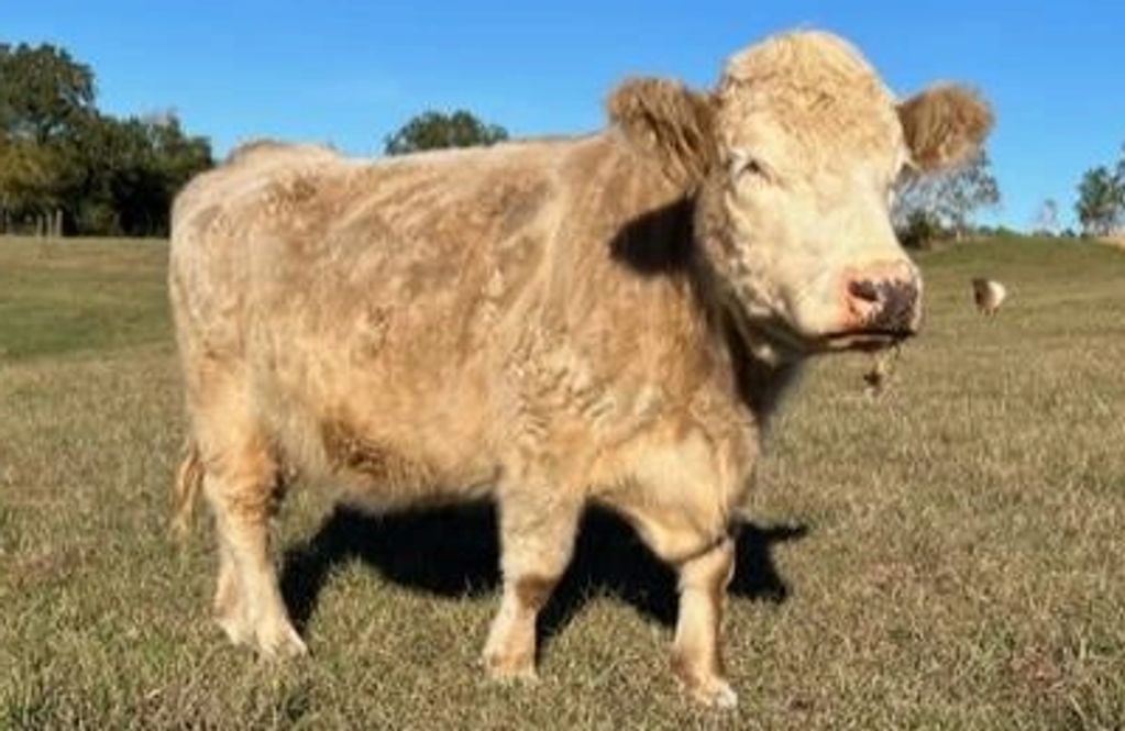 Hereford Highland Cattle For Sale Texas