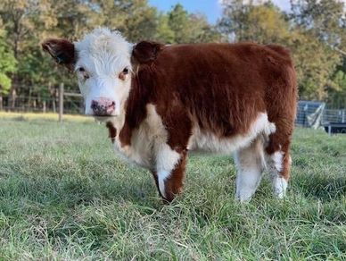 Registered Miniature Hereford 
Cattle Texas 