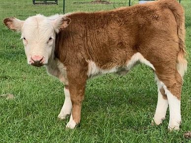 Registered Miniature Hereford Cattle Texas