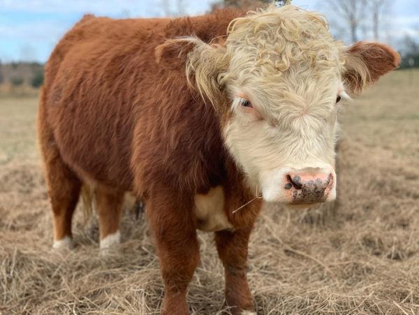 Polled Miniature Hereford Bull Texas Registered