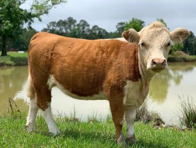 Registered Miniature Hereford Cattle Texas