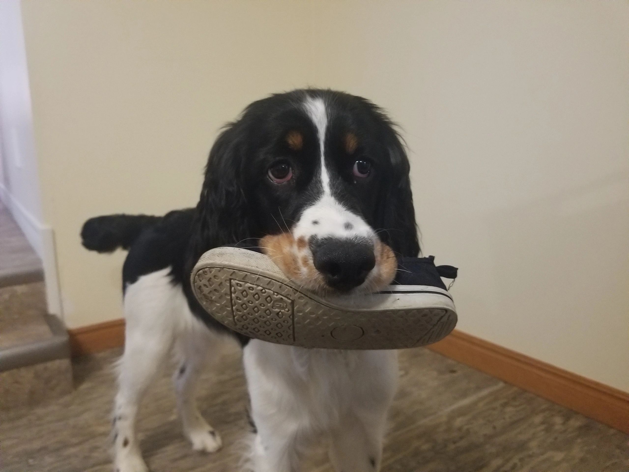 Why Do Puppies Steal Shoes at Ruth Foxworth blog