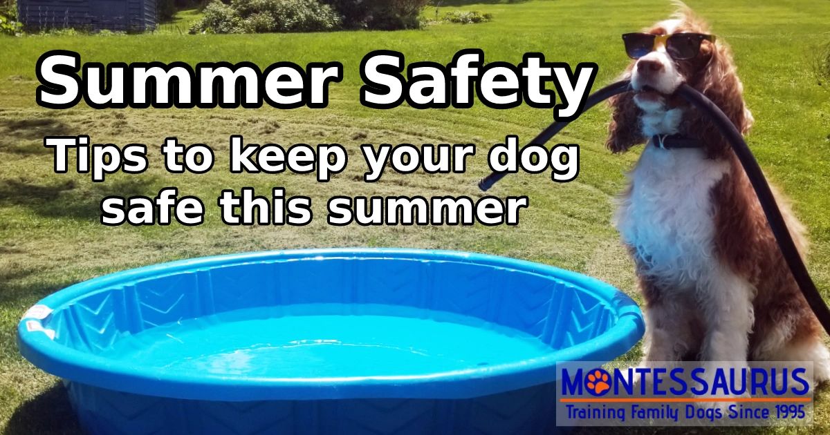 Curated visual reference: Summer Safety Tips For Dogs Photo Inspiration