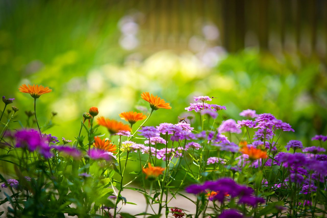 Champ de fleurs d'été- @Krappweis