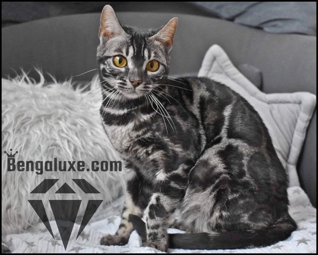 Bengaluxe Obsession
Silver Bengal
Silver Charcoal Bengal
Bengal Montreal
Bengal Canada
Bengal Quebec