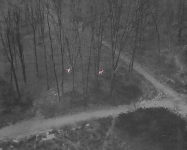 Two Deer standing in the woods. found using thermal imaging and 8k camera