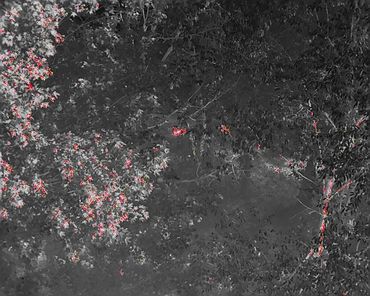 Two Deer bedded down in the woods. Found using thermal imaging and 8k camera