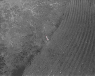 Deer standing near a corn field. found using thermal imaging and 8k camera