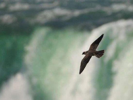 Falcon Prospect LLC