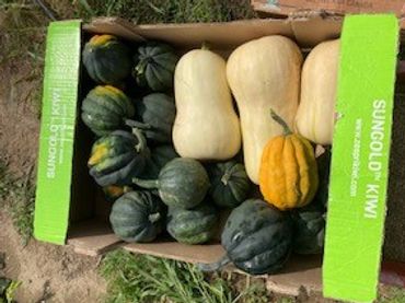 Beautiful squashes ready to be cooked