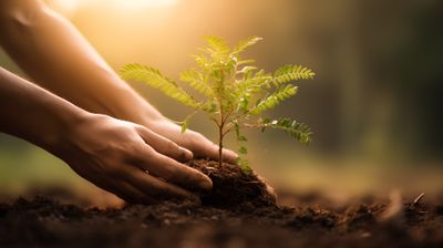 Image of a hand planting a small tree/plant. (Donate In Honor)