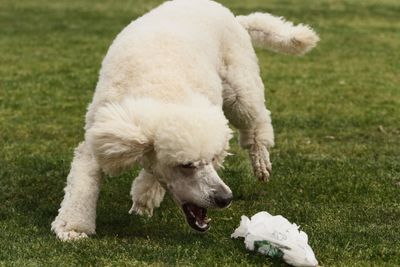 Lure Coursing for Poodles