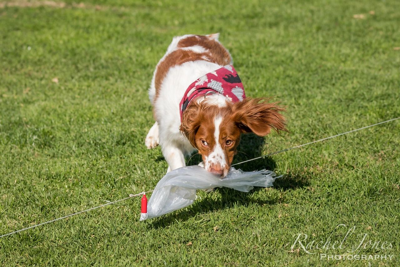 Intro to Lure Coursing! , 1635 N Sawyer Rd, Oconomowoc, WI 53066-9210,  United States, Delafield, 21 April 2024