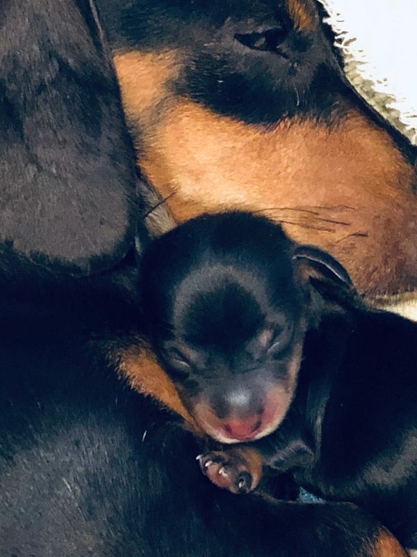 Beautiful miniature dachshund puppy dogs!