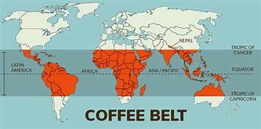 The Coffee Belt