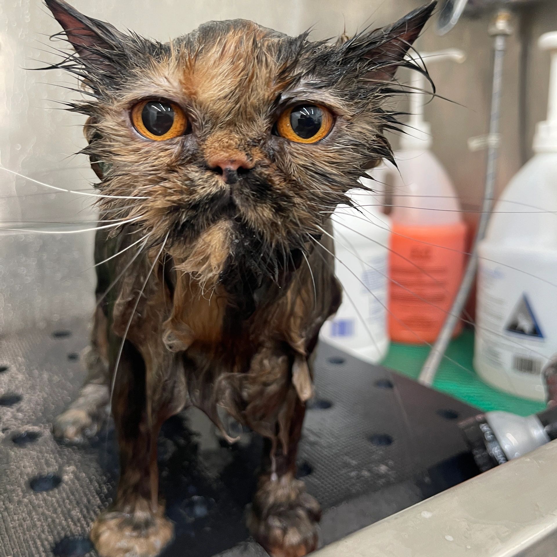 cat in bath
bathing a cat