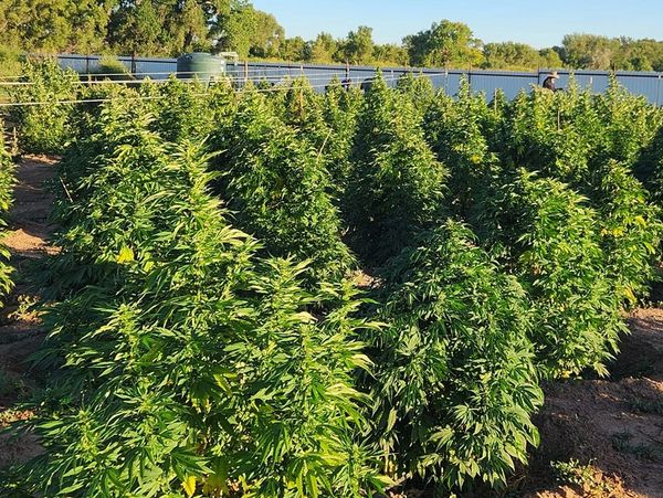 Green plants growing outdoors in an agricultural field.
