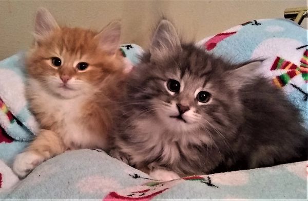 Norwegian Forest Cat Kittens and Cats in Phoenix, AZ - Buy or