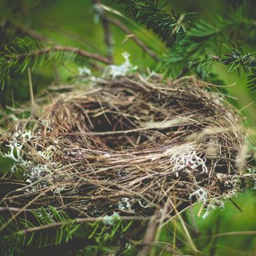 An empty nest represents a coaching package for empty nesters.