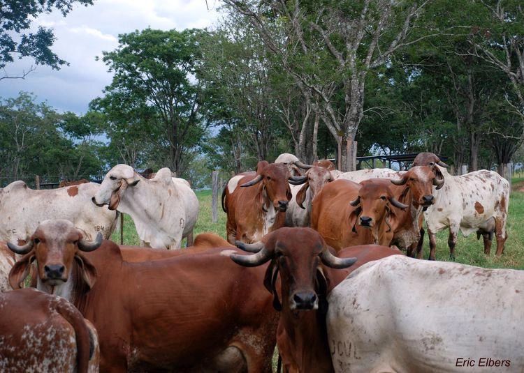 Our pure and  special blood line of Gir cows , genetically certified with pure A2/A2 protein. 