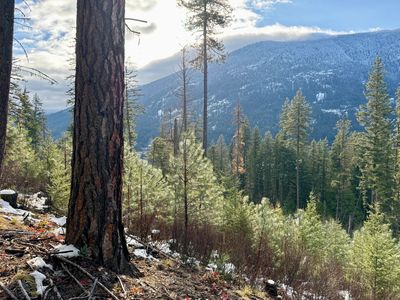 Looking out from a future clearcut into an old clearcut