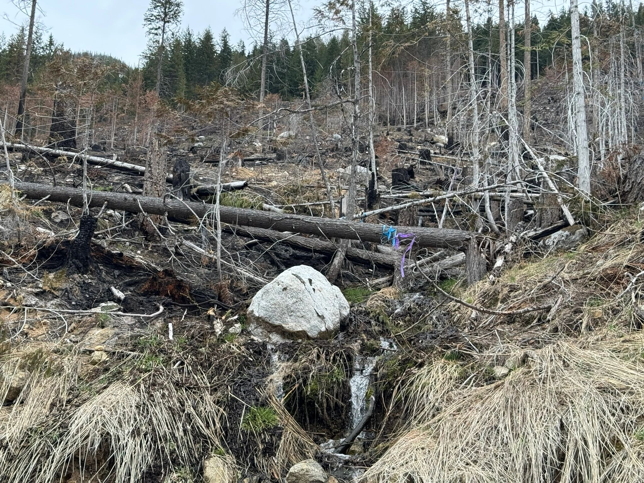 Kokanee BCTS Clearcuts