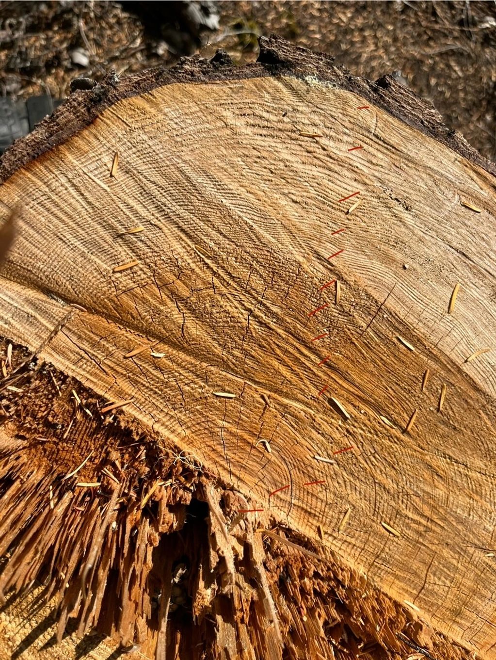 Old growth hemlock just 11" wide.