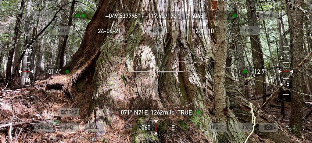 Rare big old growth trees in BCTS cutblock SMA034.