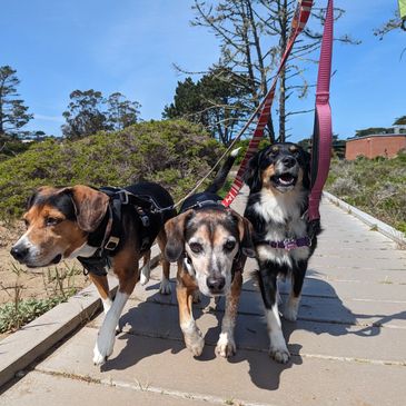 Three dogs are happily walking on the Lobos Creek Trail. 