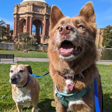 Two dogs look at the camera in front of the Palace of Fine Art in San Francisco, CA.