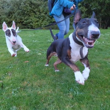 Two dogs are pictured in mid-air running across grass.  