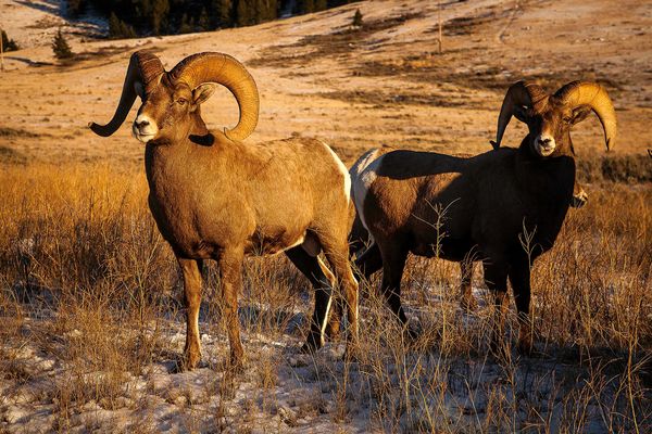 Bighorn Sheep, Wyoming