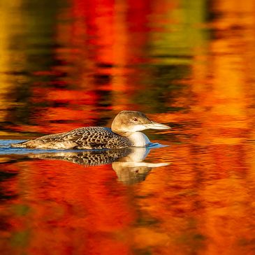 Loon, Lake, Winnisquam, New Hampshire, Fall, Autumn, Color
