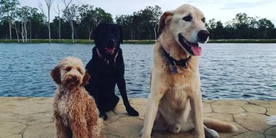 Dog friendly campsite in Queensland