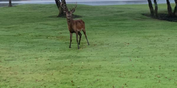 A deer standing on a green grassy field near trees.