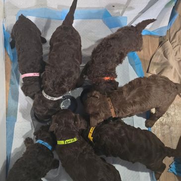 goldendoodle puppies Phantom & Choclate female male multigeneration