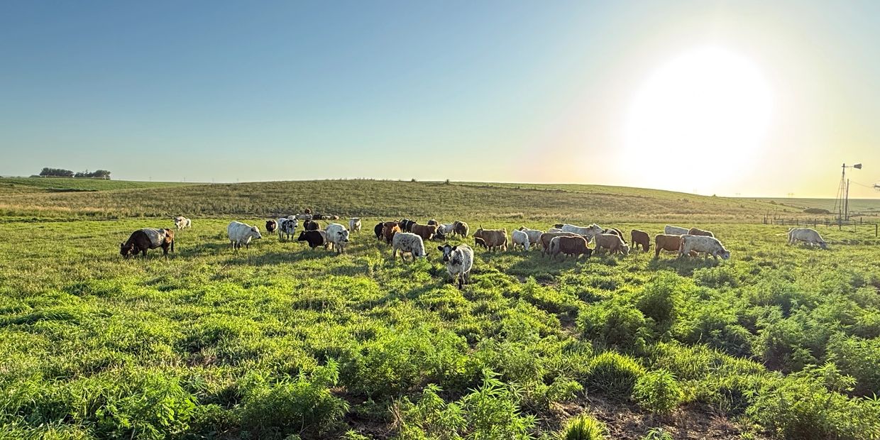 Cows grazing in a sunlit green pasture under a clear sky.