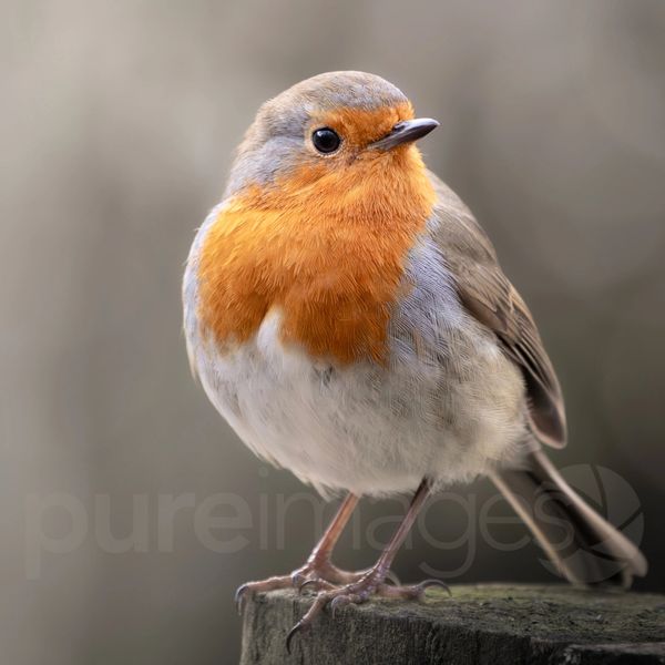 Original photograph of a Robin perched on a log