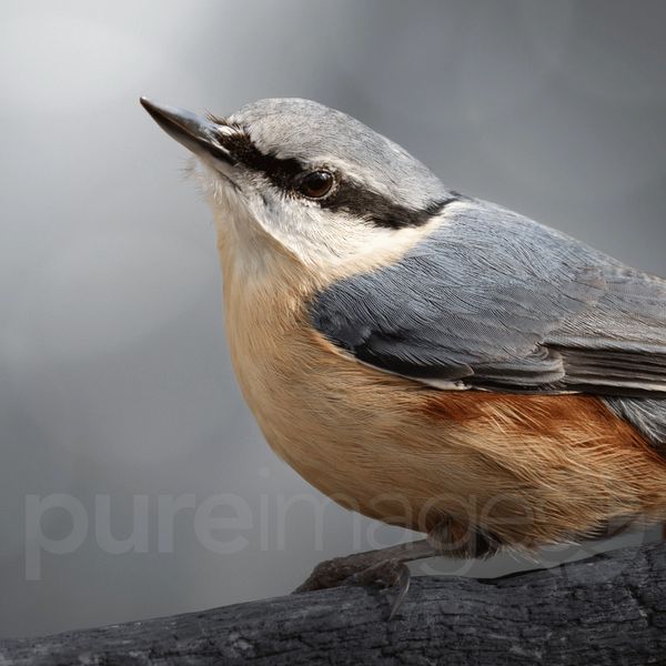 Original photograph of a Nuthatch perched on a branch