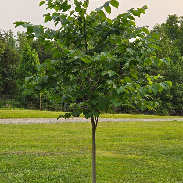 Young leafy tree in a grassy yard.