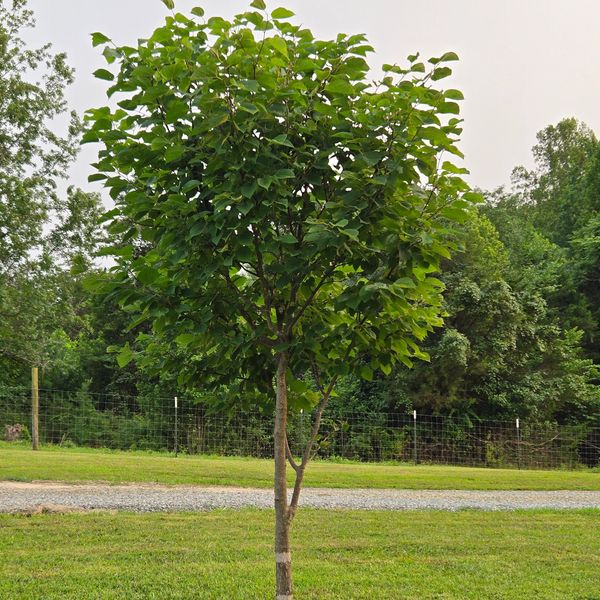 Young green tree in a grassy yard.