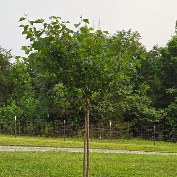 Young tree planted in grassy yard.