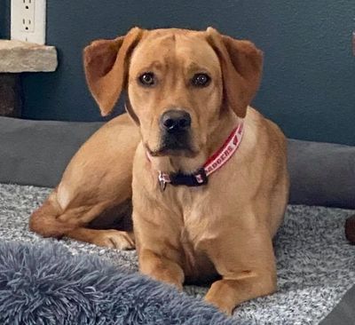 English Labrador Retriever