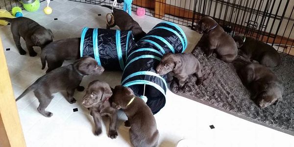 Chocolate Labrador Retriever Puppies