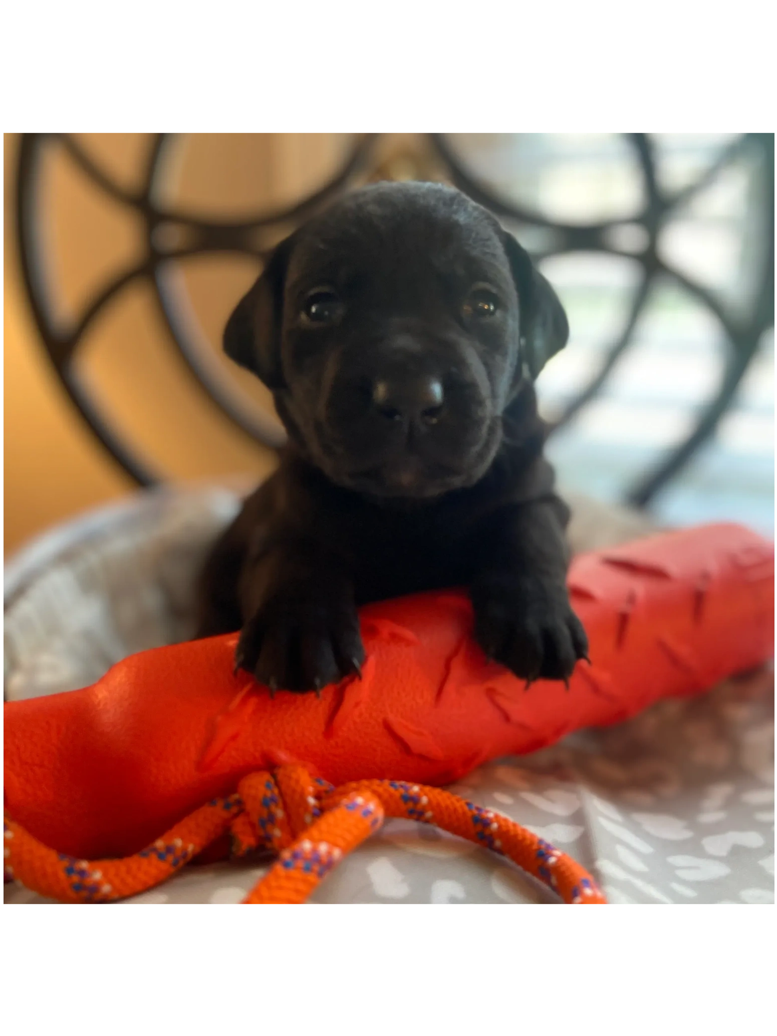 black lab puppy with retrieving bumper