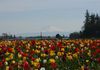 Oregon Tulips and Mt Hood 2016