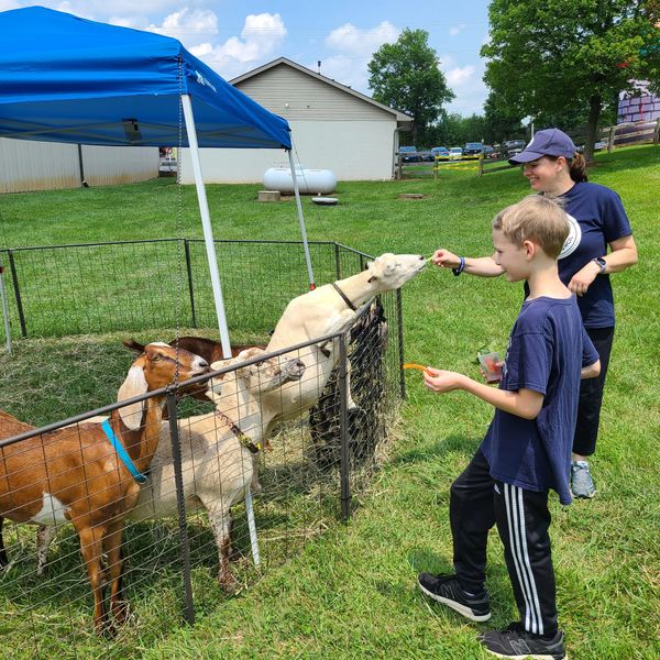 A boy and a woman feed goats in a fenced grassy area under a blue canopy.